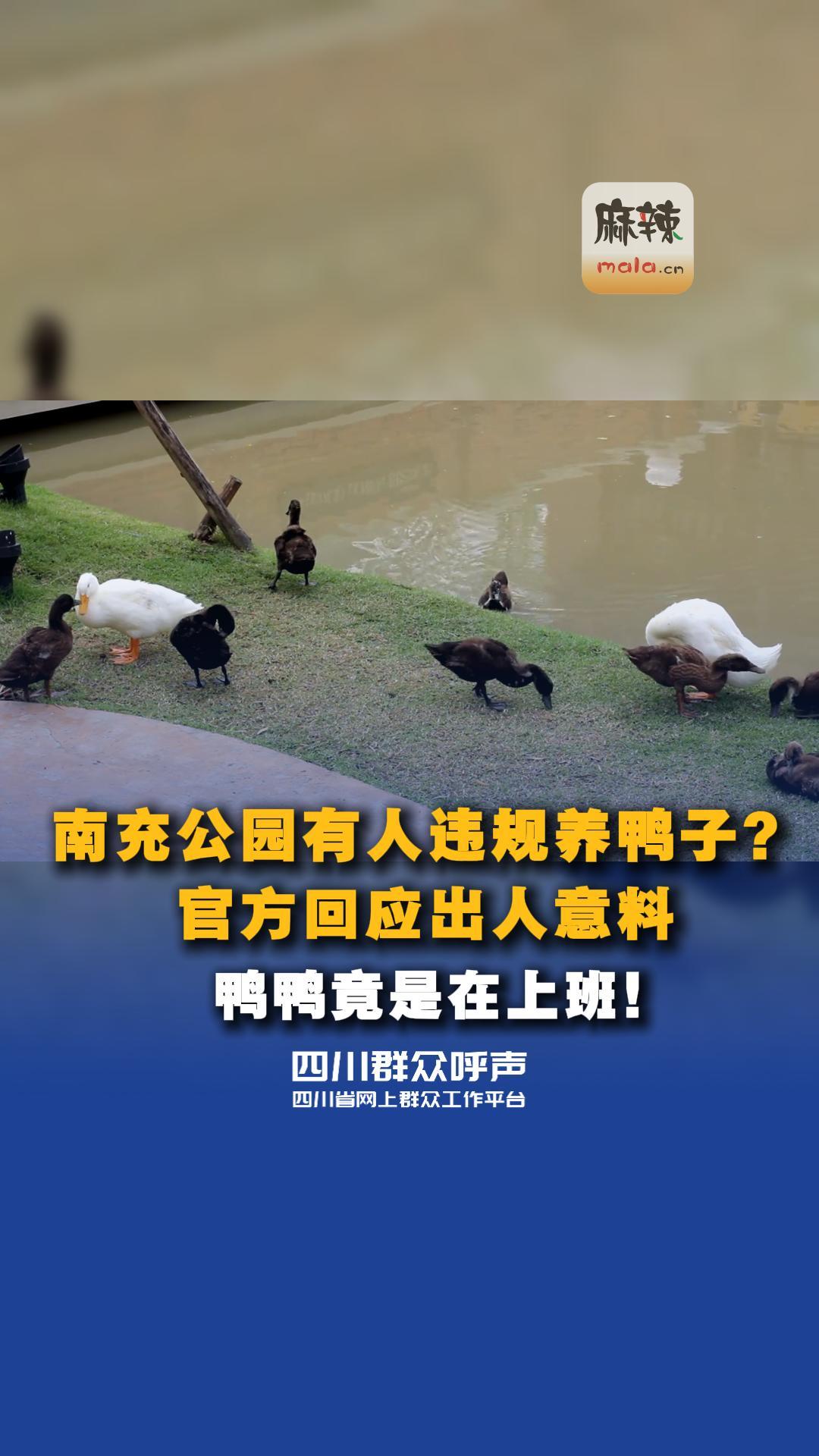南充公园有人违规养鸭子？官方回应出人意料 鸭鸭竟是在上班！