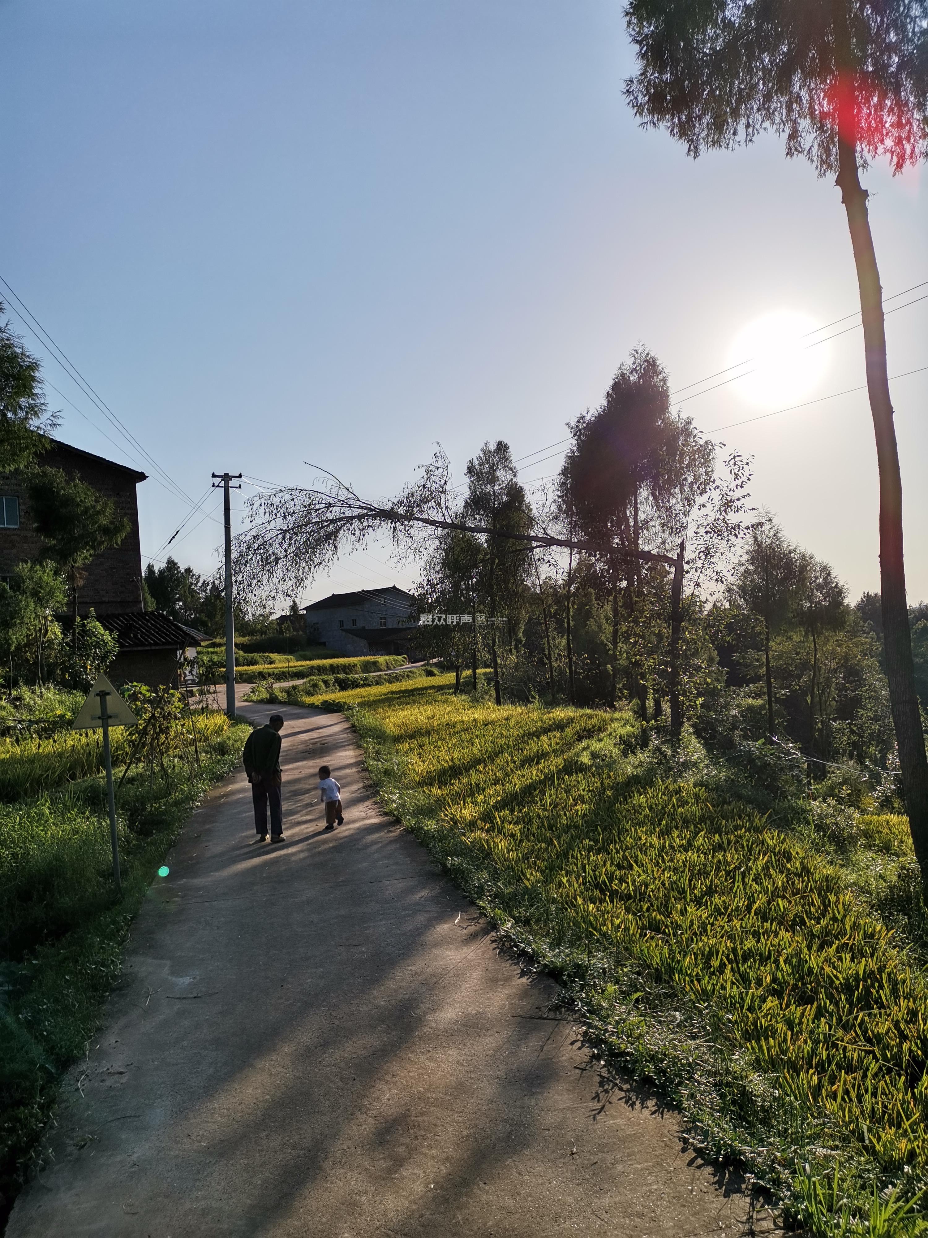 平昌兰草镇电管所不作为老白姓顶着生命高压线