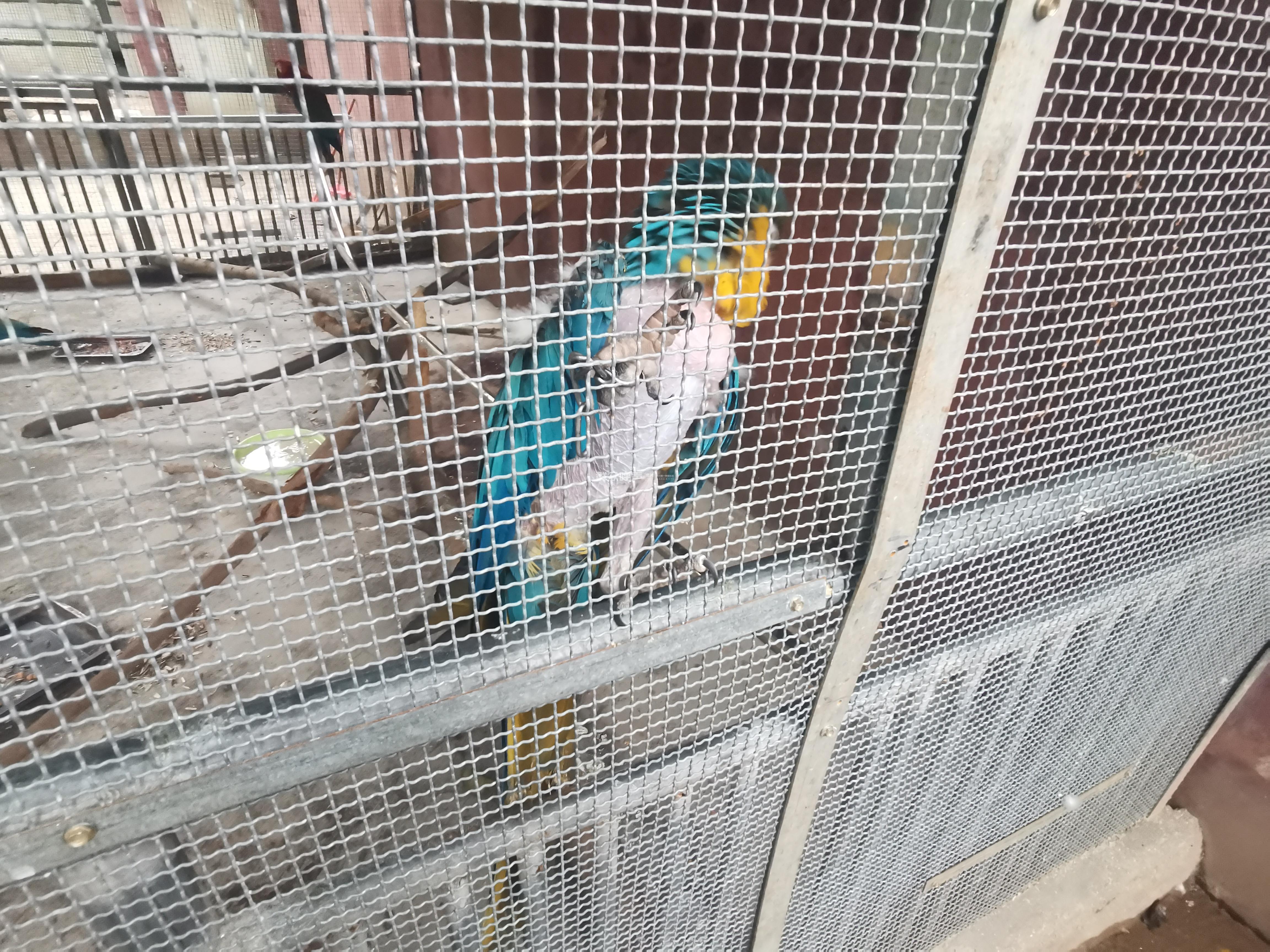 绵阳市富乐山动物园动物生存环境恶劣,管理不善