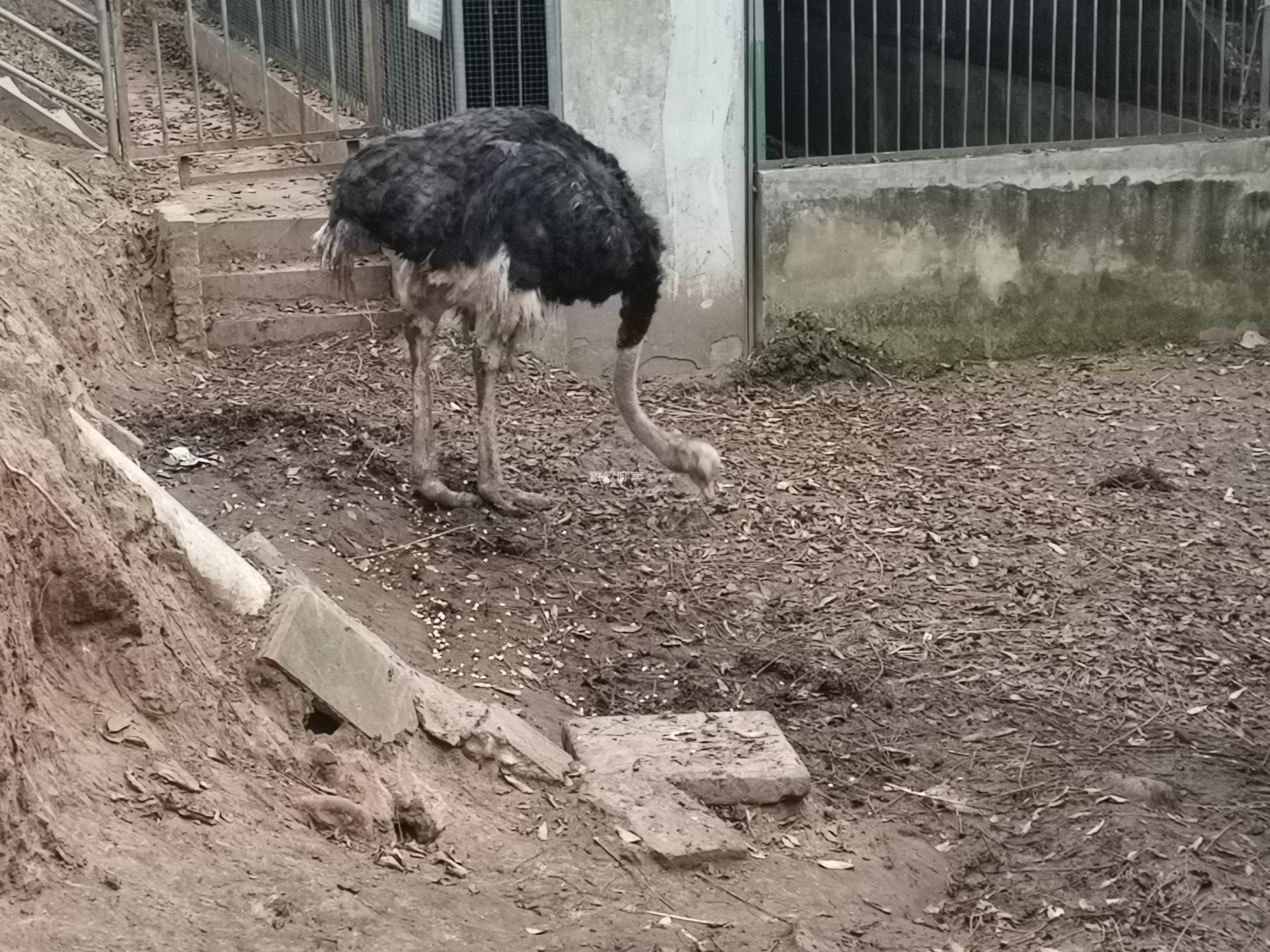 绵阳市富乐山动物园动物生存环境恶劣,管理不善-群众呼声麻辣问政