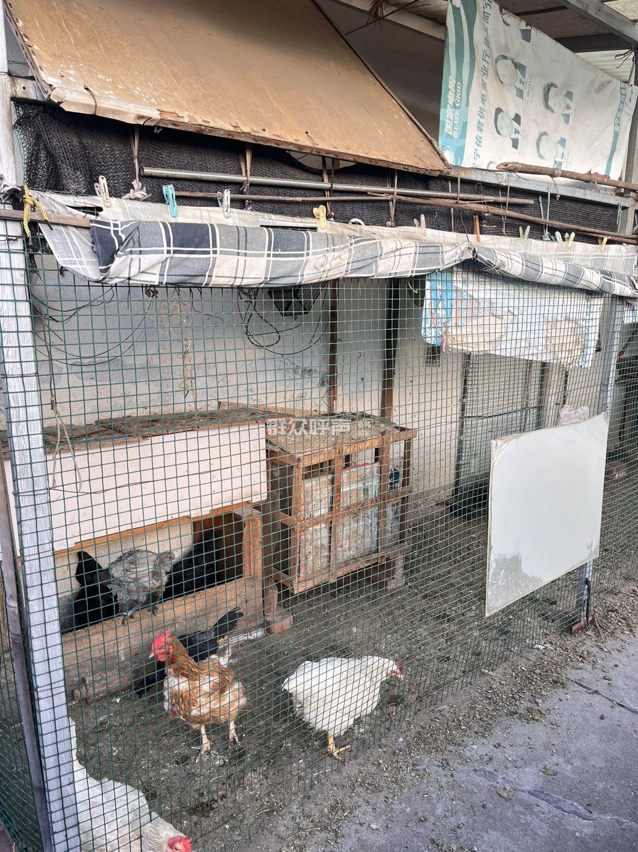 西昌市北城社区仿古小区e幢5单元顶楼养鸡